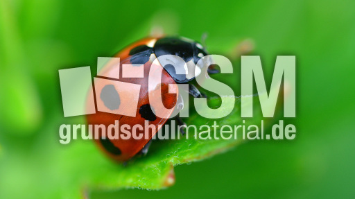 Siebenpunkt-Marienkäfer (4).jpg